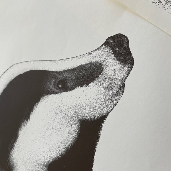 Vintage Illustrations of Small Wild Carnivores Found in France - Picture 6 of 9